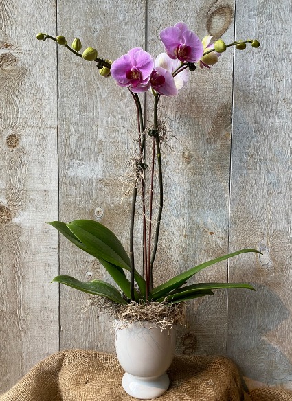 Double Stem Pink Orchid potted plant 