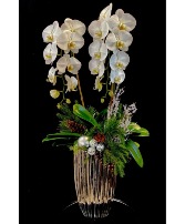 Double Stem Waterfall Holiday Orchid 