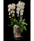 Double Stem Waterfall Holiday Orchid 