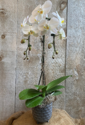 Double Stem White Orchid in ceramic pot 