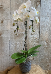 Double Stem White Orchid in Urn ceramic pot 