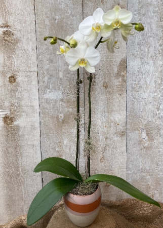Double Stem White  Orchid in decorative pot 