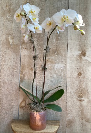 Double Stem White Orchid  plant in a ceramic pot