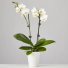 Double Stem White Orchid Plant 