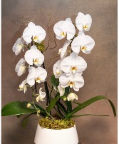 Double stem white orchid Plant