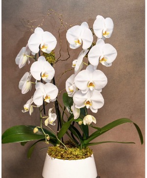Double stem white orchid Plant