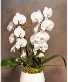 Double stem white orchid Plant