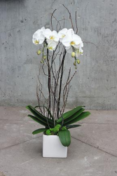 Double Stem White Orchid Planted Container 