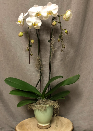 Double Stem White Orchid potted plant 