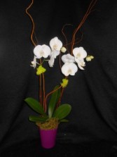 Double stemmed orchid Orchid plant
