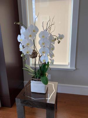 Double stems white orchids 