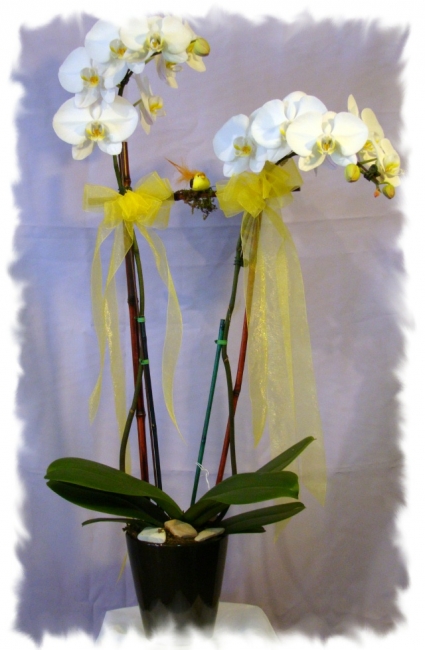 DOUBLE THE ORCHIDS PLANT