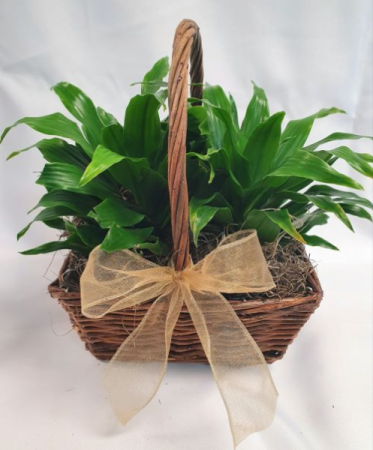 Double Tropical Plant  Basket 