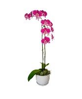 Double Trouble Orchid Arrangement
