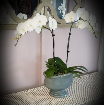 Double Waterfall Orchid  