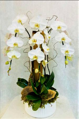 Triple Waterfall Orchid Plant in Boca Raton, FL | Flowers of Boca