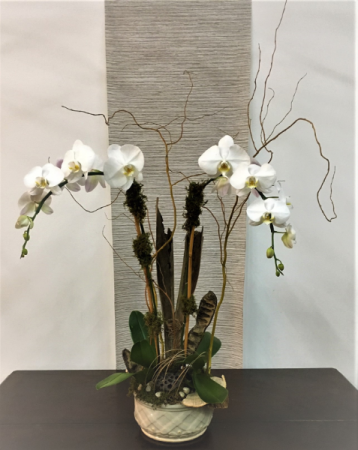 Double Waterfall  Orchid Plant