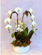 Double Waterfall with Double Mini Orchid Arrangement