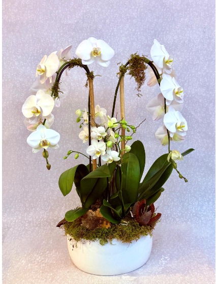 Double Waterfall with Double Mini Orchid Arrangement
