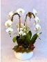 Double Waterfall with Double Mini Orchid Arrangement