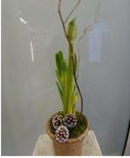 White Amaryllis Plant  In container of choice 