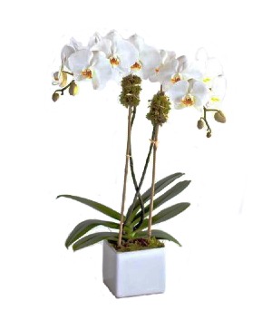 Double White Orchid in White Ceramic Cube Plant