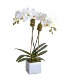 Double White Orchid in White Ceramic Cube Plant