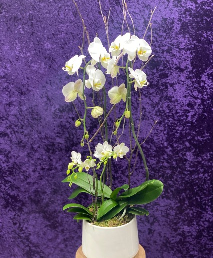Double White Orchid 