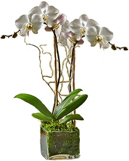 Double White Orchid in Glass Cube Plant
