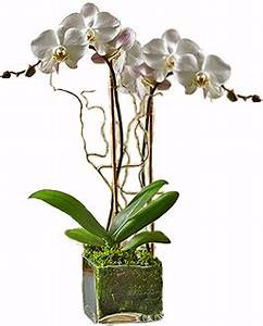 Double White Orchid Orchid Plant