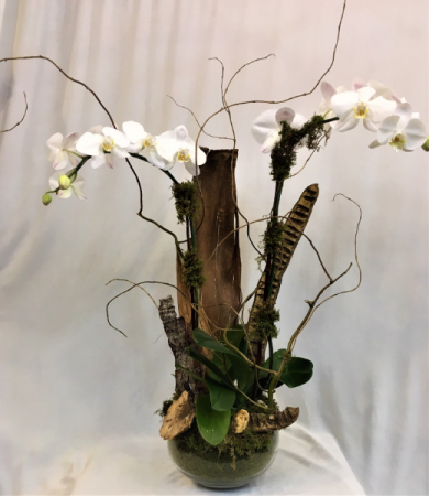 Double White  Orchid Plant