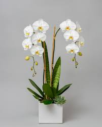 Double White Phalaenopsis Orchid  
