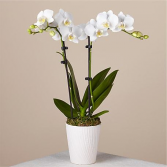 Double White Phalaenopsis Orchid planter Plants