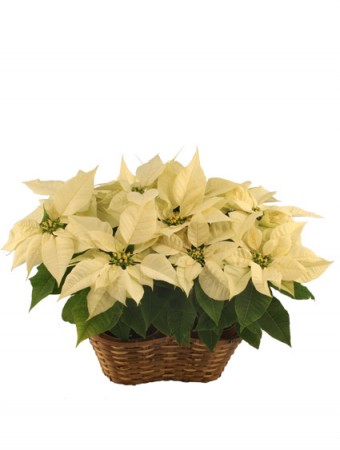 Double White Poinsettia Blooming Plant in Toronto, ON | PERCY WATERS FLORIST