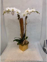Double White with Gold Leaf 