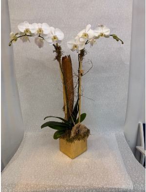 Double White with Gold Leaf 