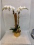 Double White with Gold Leaf 