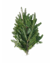 Douglas Fir Bunch
