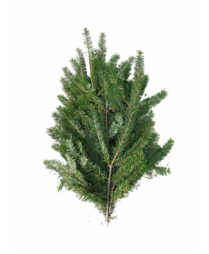 Douglas Fir Bunch 