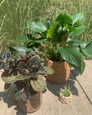 Down to Earth Plant Bundle