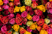 Dozen Colored Rose Arrangement 