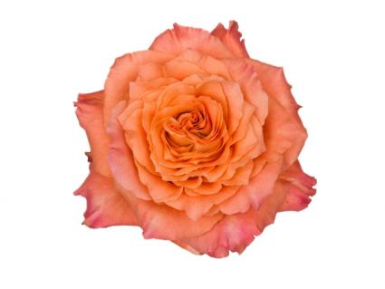 Dozen Free Spirit Roses Arrangement