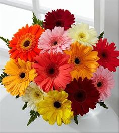 Dozen Gerber Daisys Wrapped Mixed Colors Only