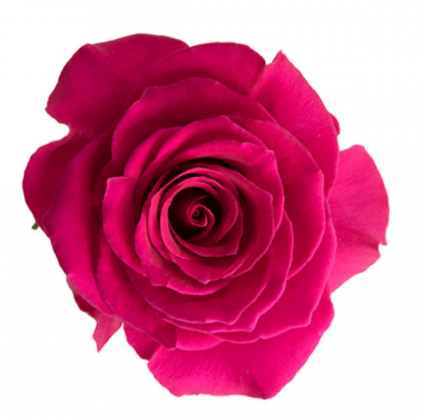 Dozen Hot Pink Roses Vase Arrangement 