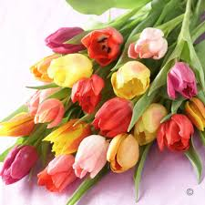 dozen mix tulips bouquet cut flowers