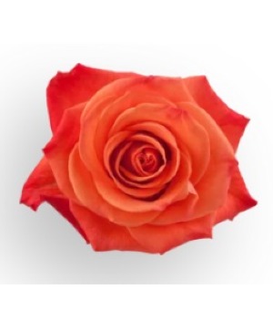 Dozen Orange Roses 