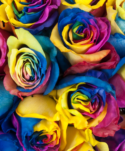 Dozen Rainbow Roses 