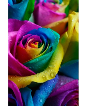Dozen Rainbow Roses Rose Arrangement