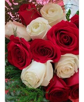 Dozen red and white roses in a presentation  Bouquet! Miami colors!