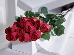 Dozen Roses- Boxed SPECIAL  